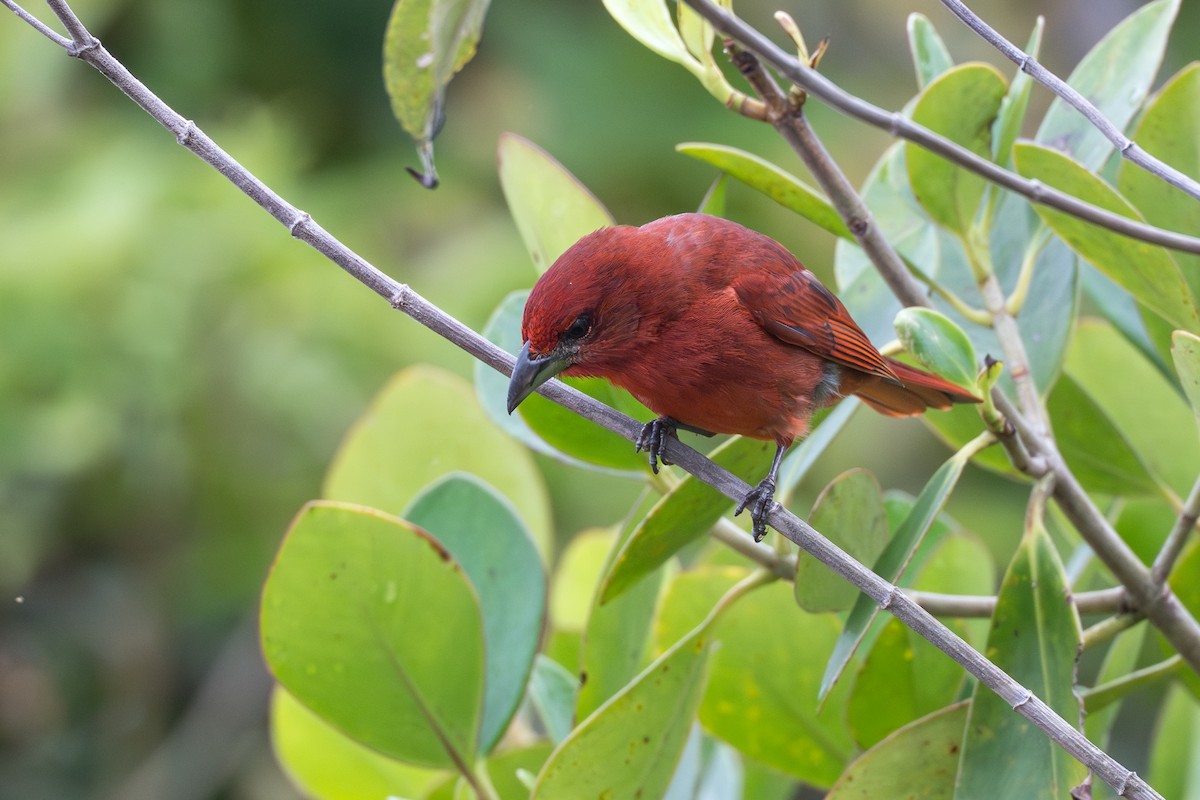 Piranga Bermeja - ML644644174