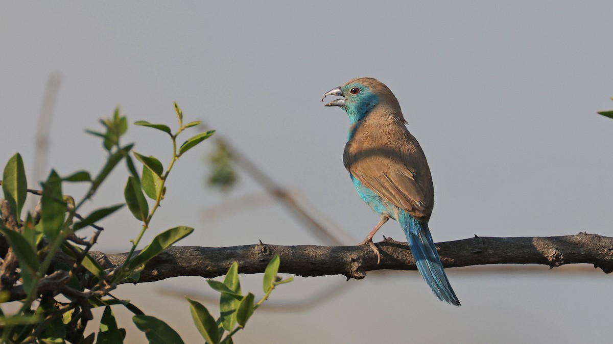 Azulito Angoleño - ML644644175