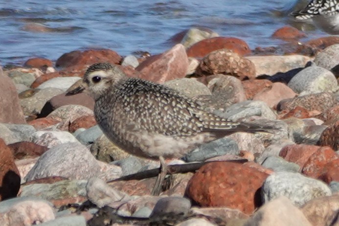 Chorlito Dorado Americano - ML644644176