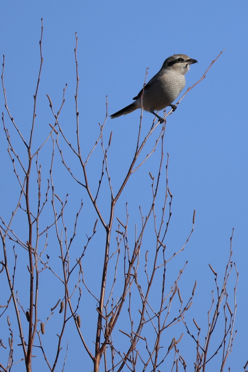 Alcaudón Boreal - ML644644183