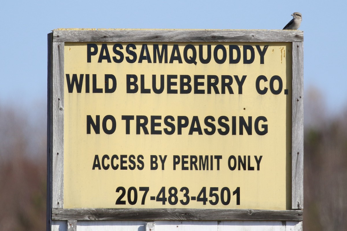 Alcaudón Boreal - ML644644185