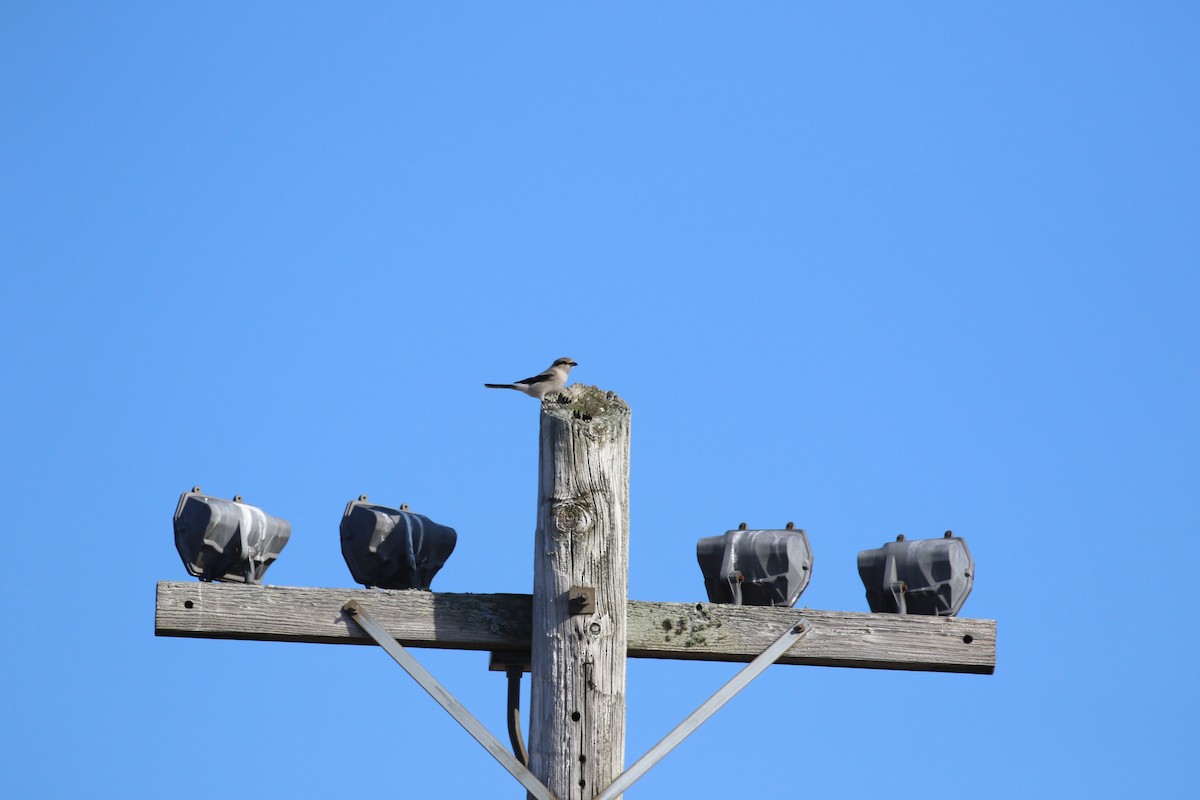 Alcaudón Boreal - ML644644186