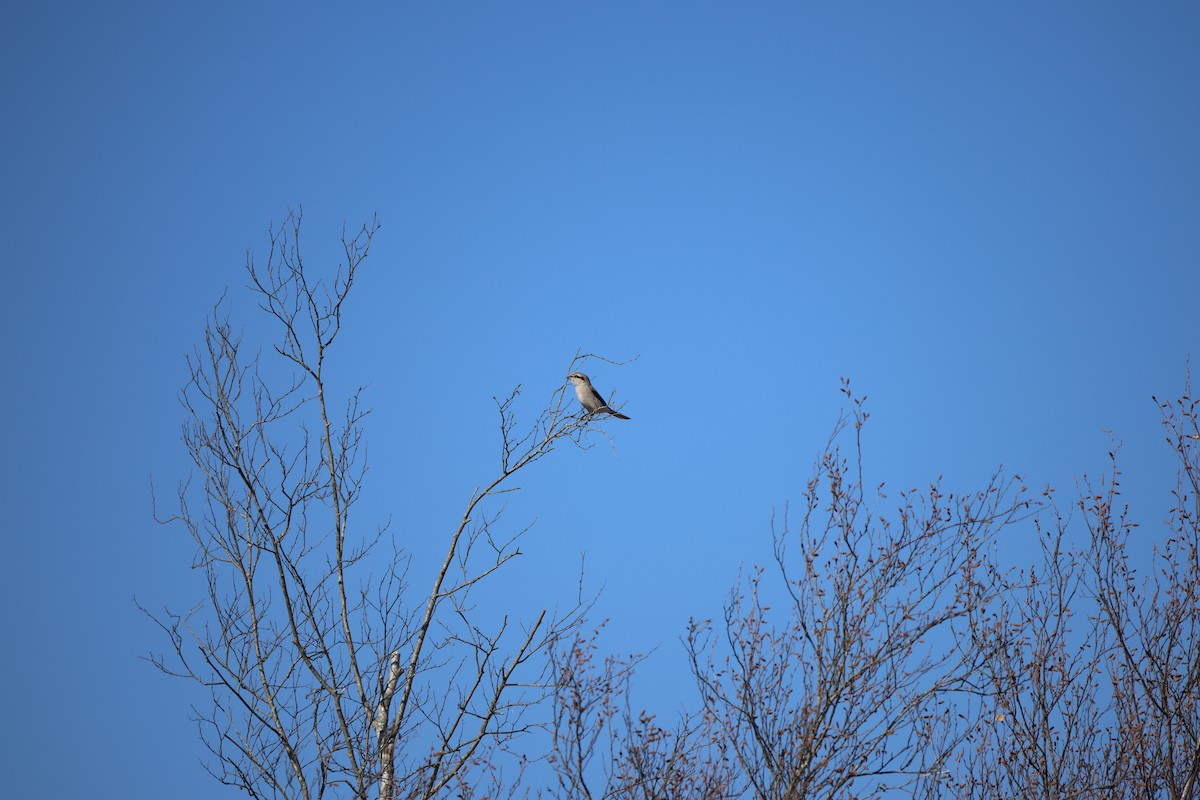 Alcaudón Boreal - ML644644187