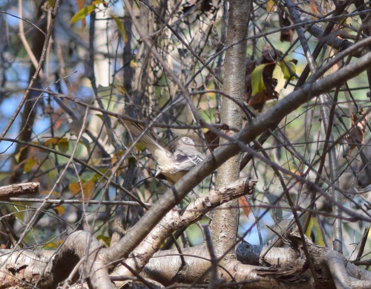 Sinsonte Norteño - ML644644189