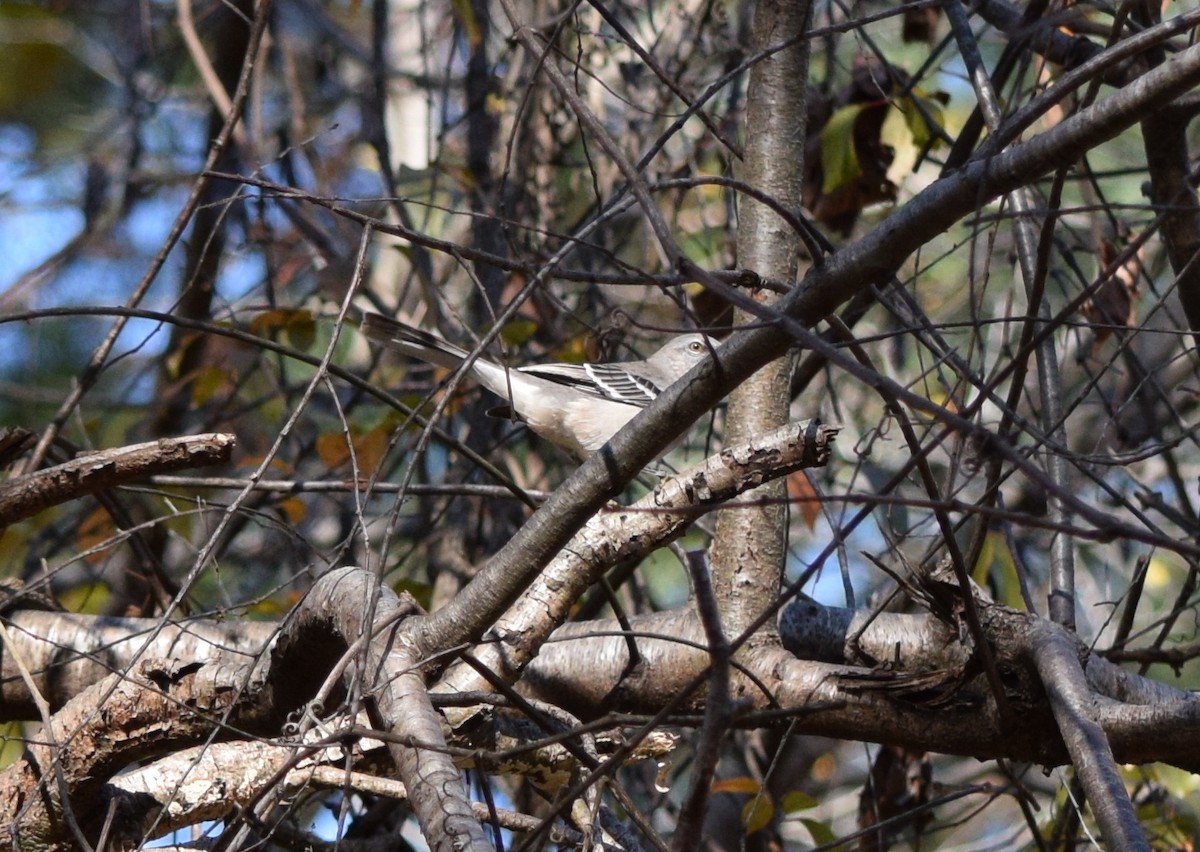 Sinsonte Norteño - ML644644190