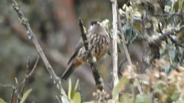 Cotinga Cariblanco - ML644644196