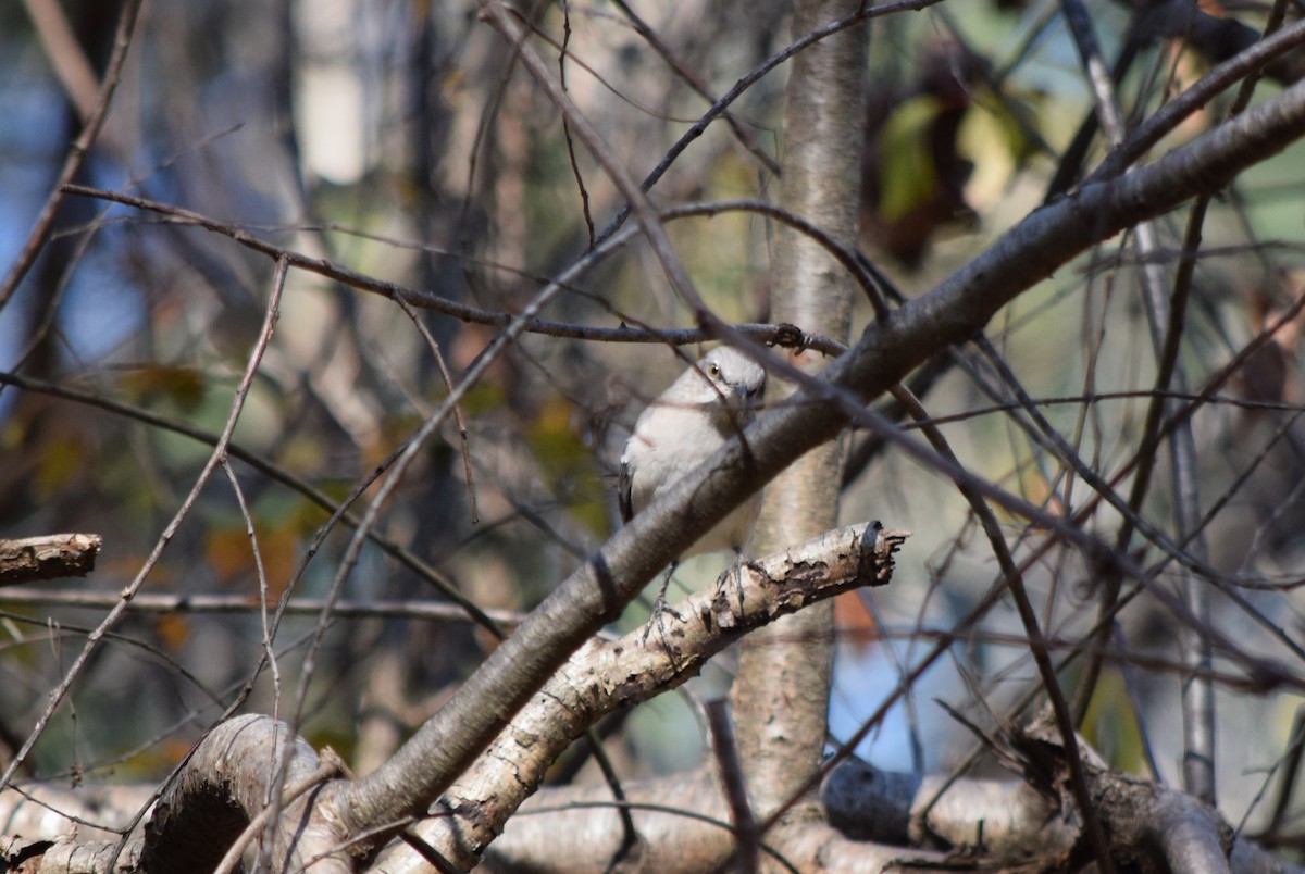 Sinsonte Norteño - ML644644197