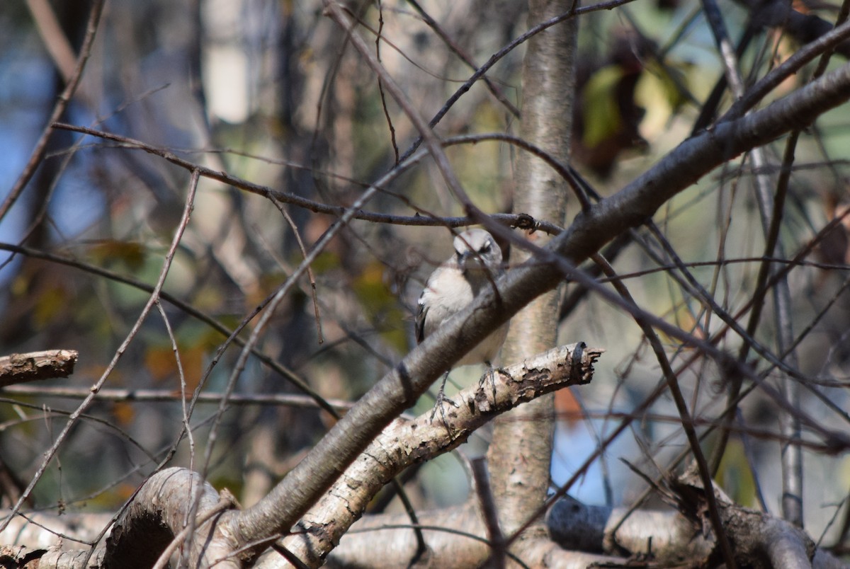 Sinsonte Norteño - ML644644198