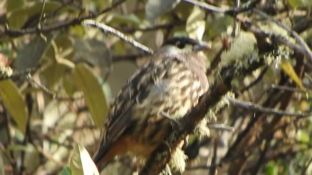Cotinga Cariblanco - ML644644199