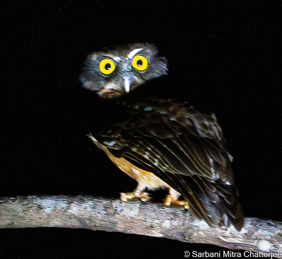 Ochre-bellied Boobook - ML644644200