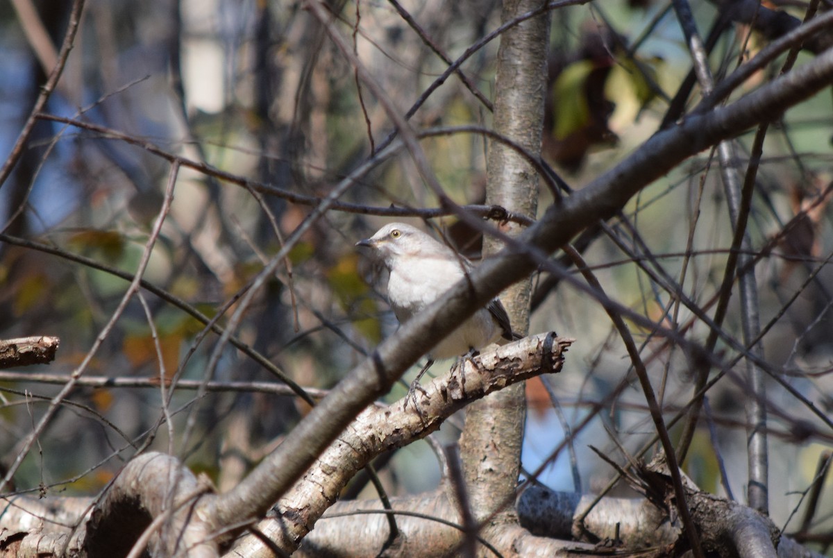 Sinsonte Norteño - ML644644203