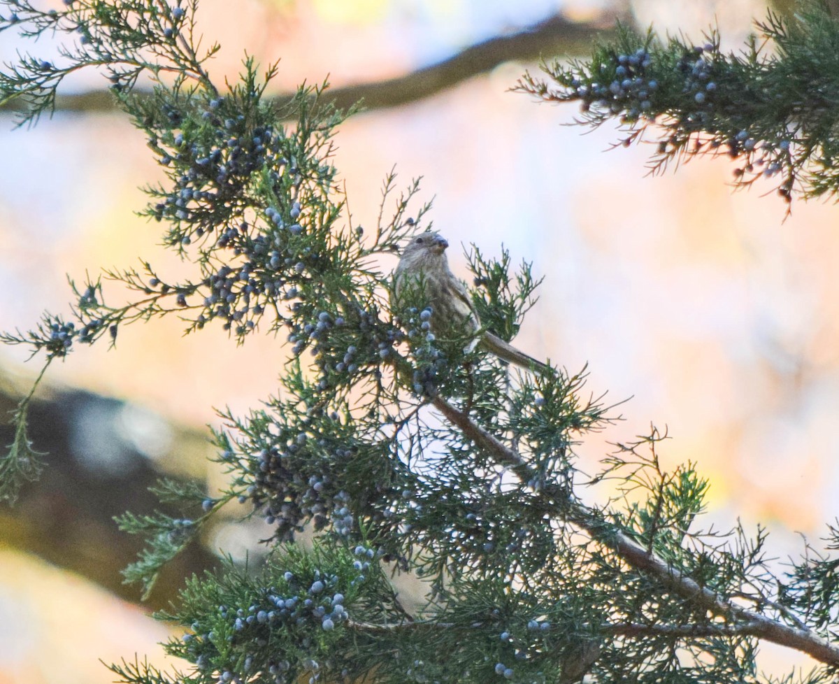 Camachuelo Mexicano - ML644644212