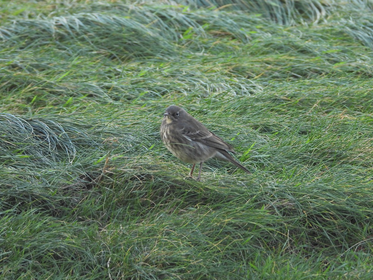 Rock Pipit - ML644644213