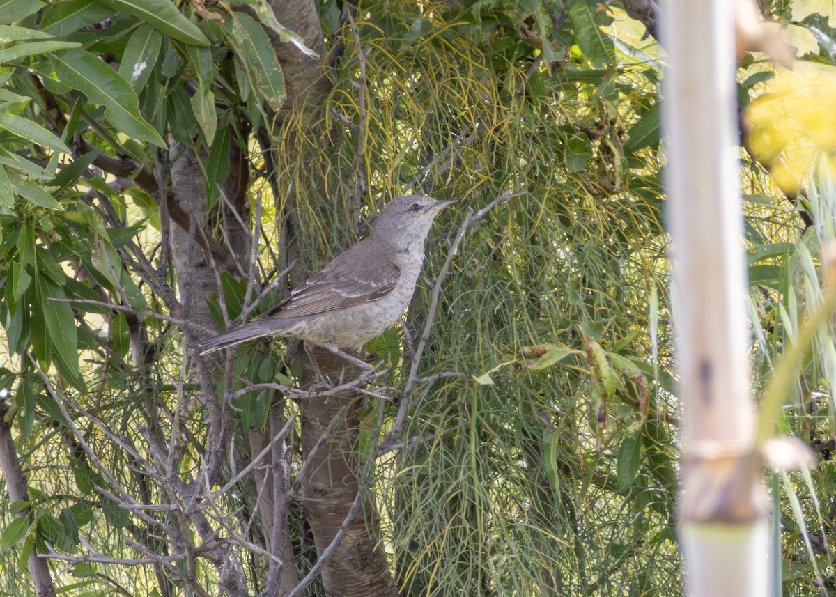 סבכי ניצי - ML644644215