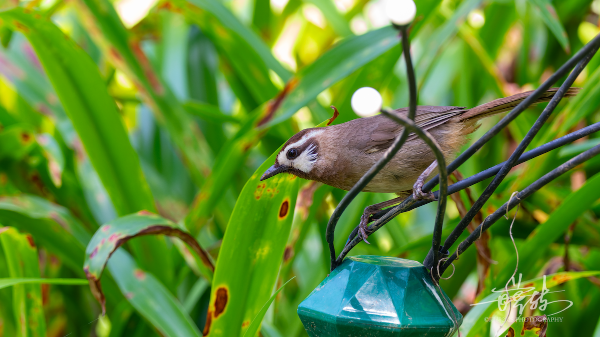Charlatán Payaso - ML644644218