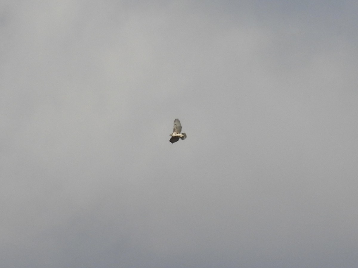 Busardo Colirrojo - ML644644219