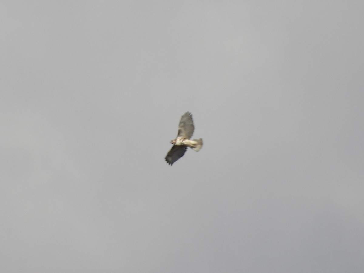 Busardo Colirrojo - ML644644220