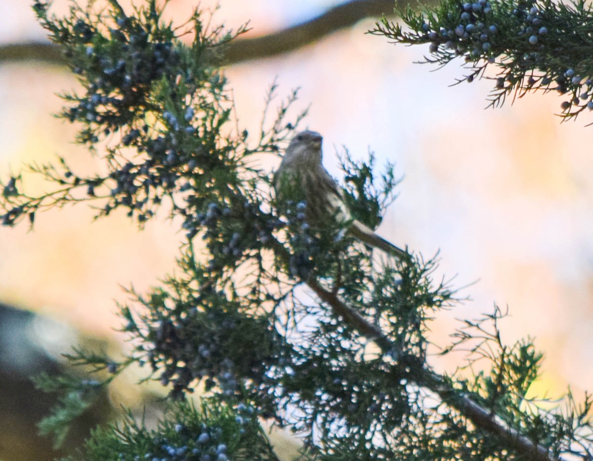 Camachuelo Mexicano - ML644644221