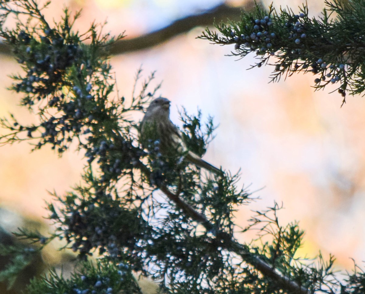 Camachuelo Mexicano - ML644644222