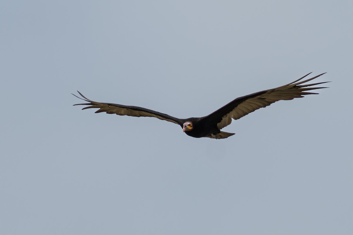 Aura Sabanera - ML644644226