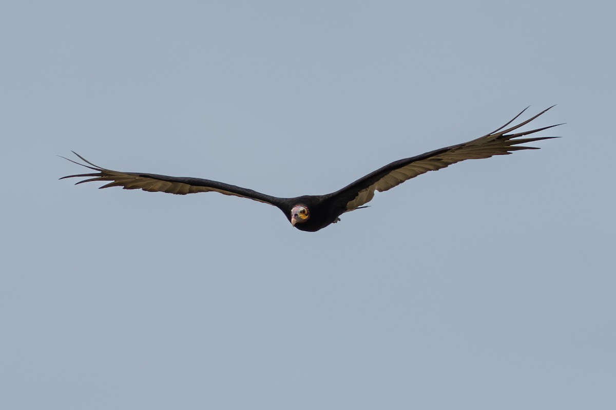 Aura Sabanera - ML644644227