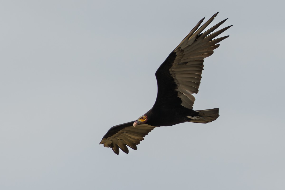 Aura Sabanera - ML644644228