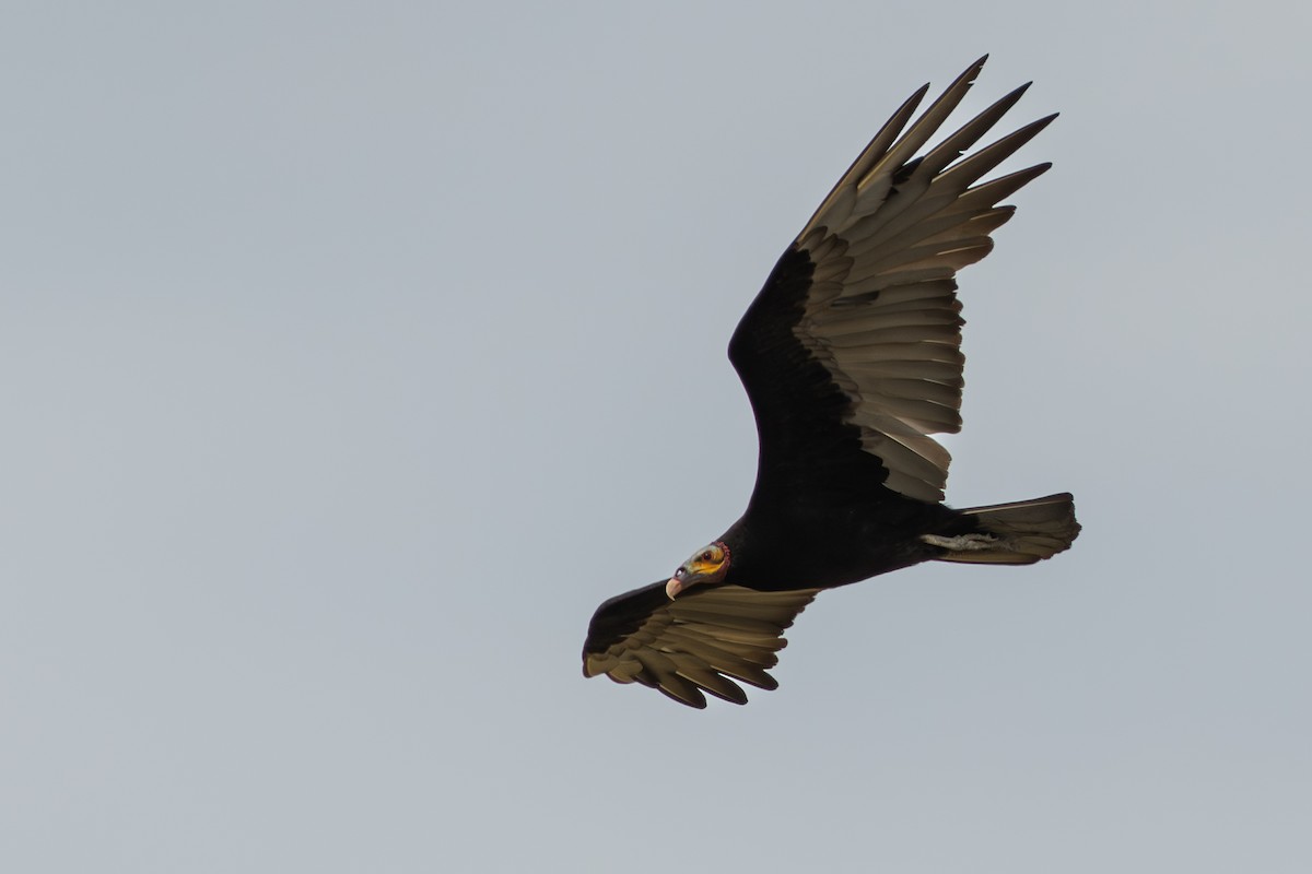 Aura Sabanera - ML644644229