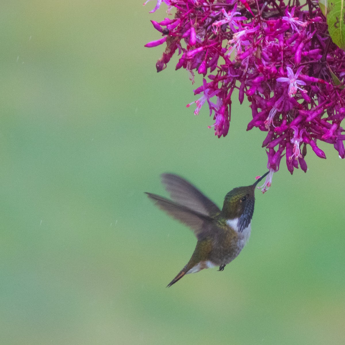 Colibrí Volcanero - ML644644230