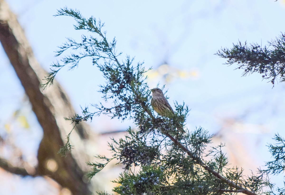 Camachuelo Mexicano - ML644644233