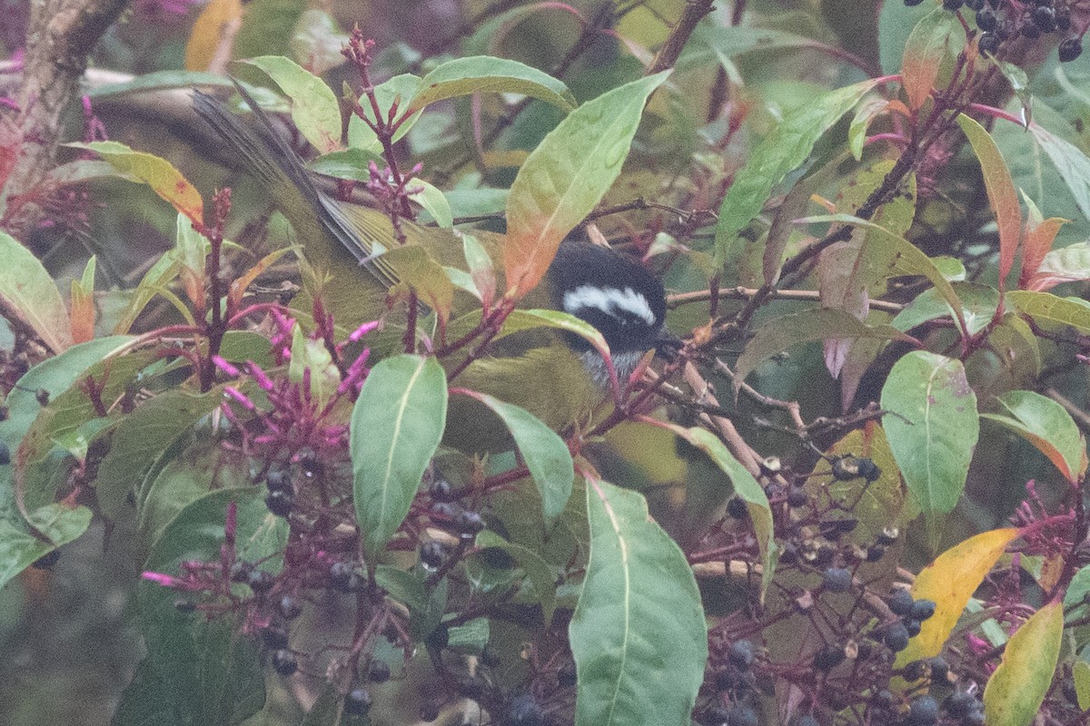 Clorospingo Cejiblanco - ML644644235