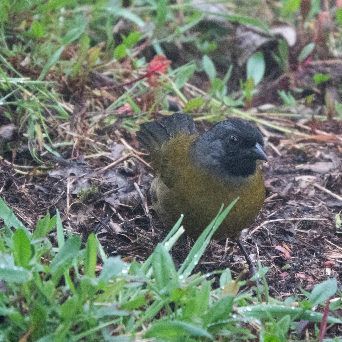 Cerquero Patigrande - ML644644236