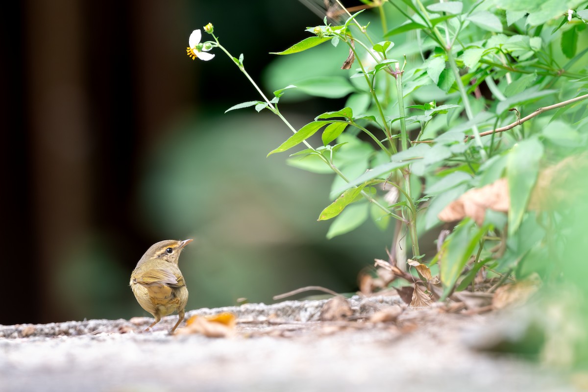 Mosquitero de Schwarz - ML644644238