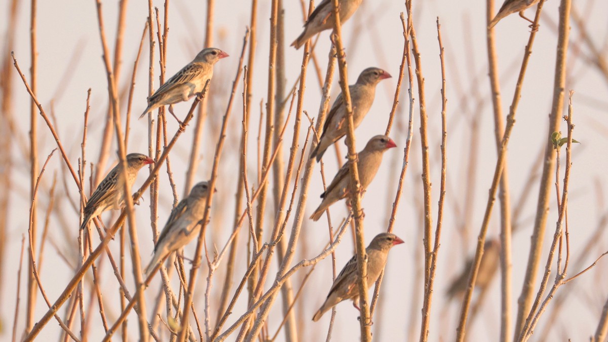 Quelea Común - ML644644240