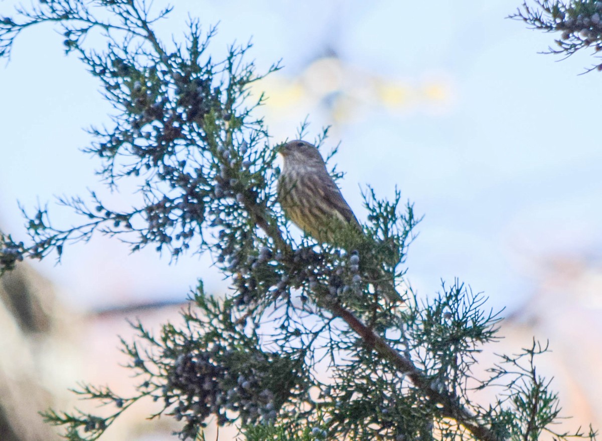 Camachuelo Mexicano - ML644644243