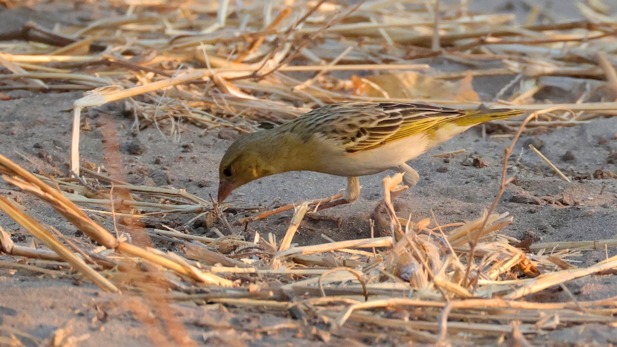 Quelea Común - ML644644245