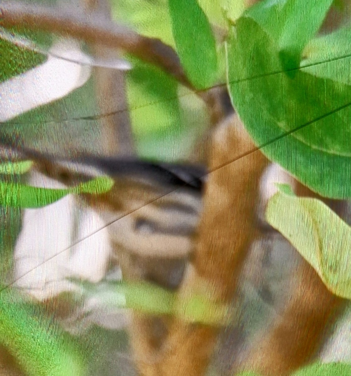 Reinita Trepadora - ML644644246