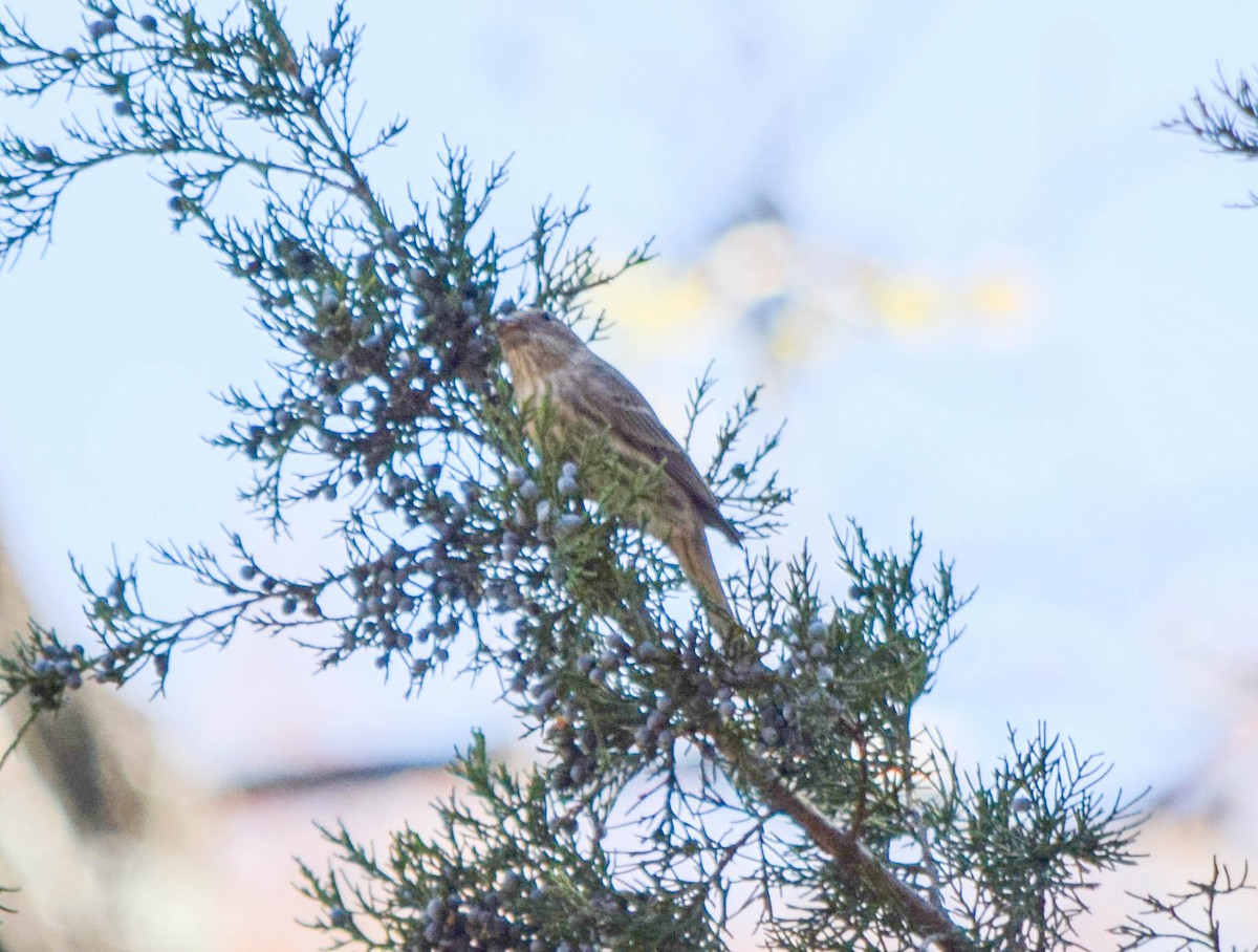 Camachuelo Mexicano - ML644644250