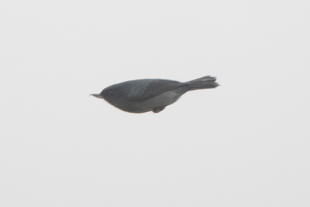 Pinchaflor Plomizo - ML644644251