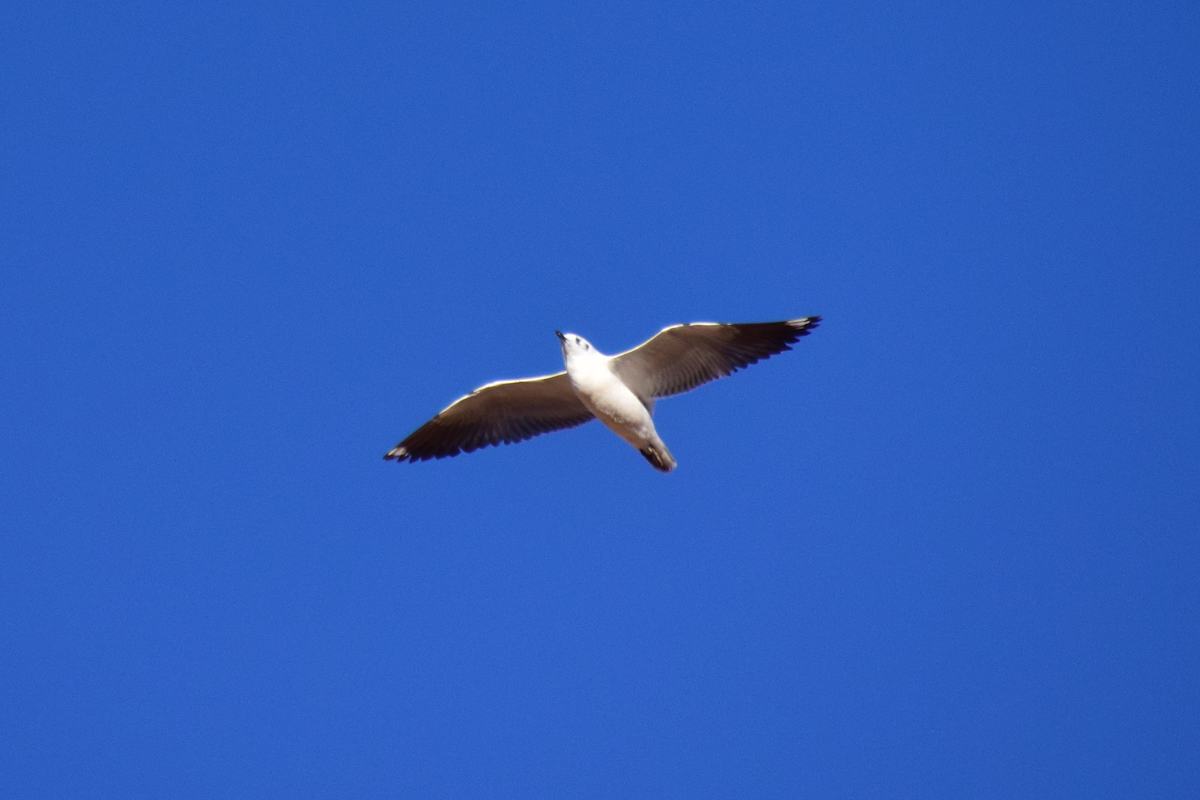 Gaviota Andina - ML644644255