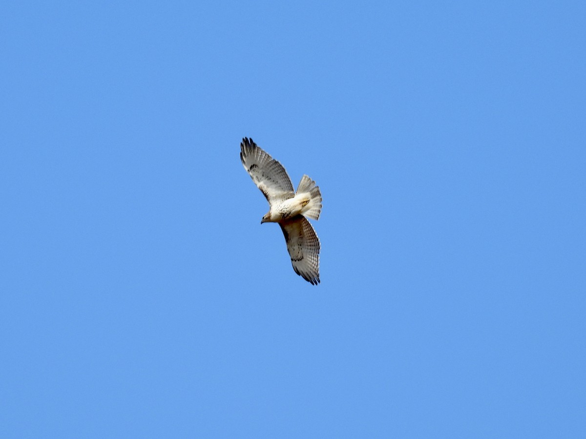 Buse à queue rousse - ML644644256