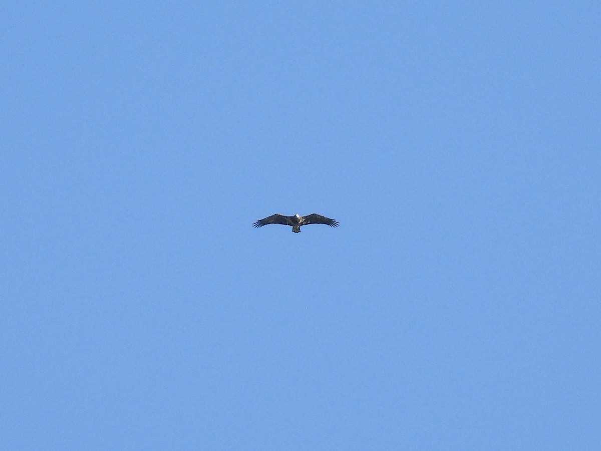 Pygargue à tête blanche - ML644644261