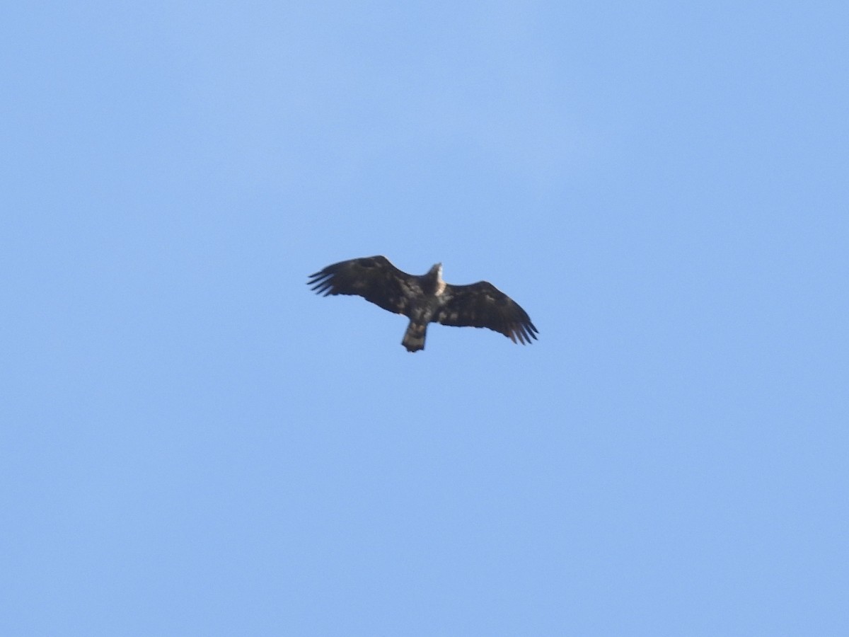 Pygargue à tête blanche - ML644644262