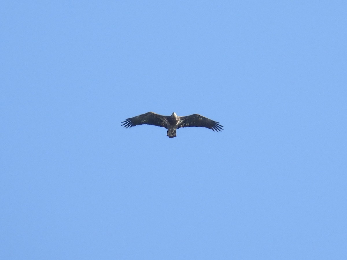 Pygargue à tête blanche - ML644644263