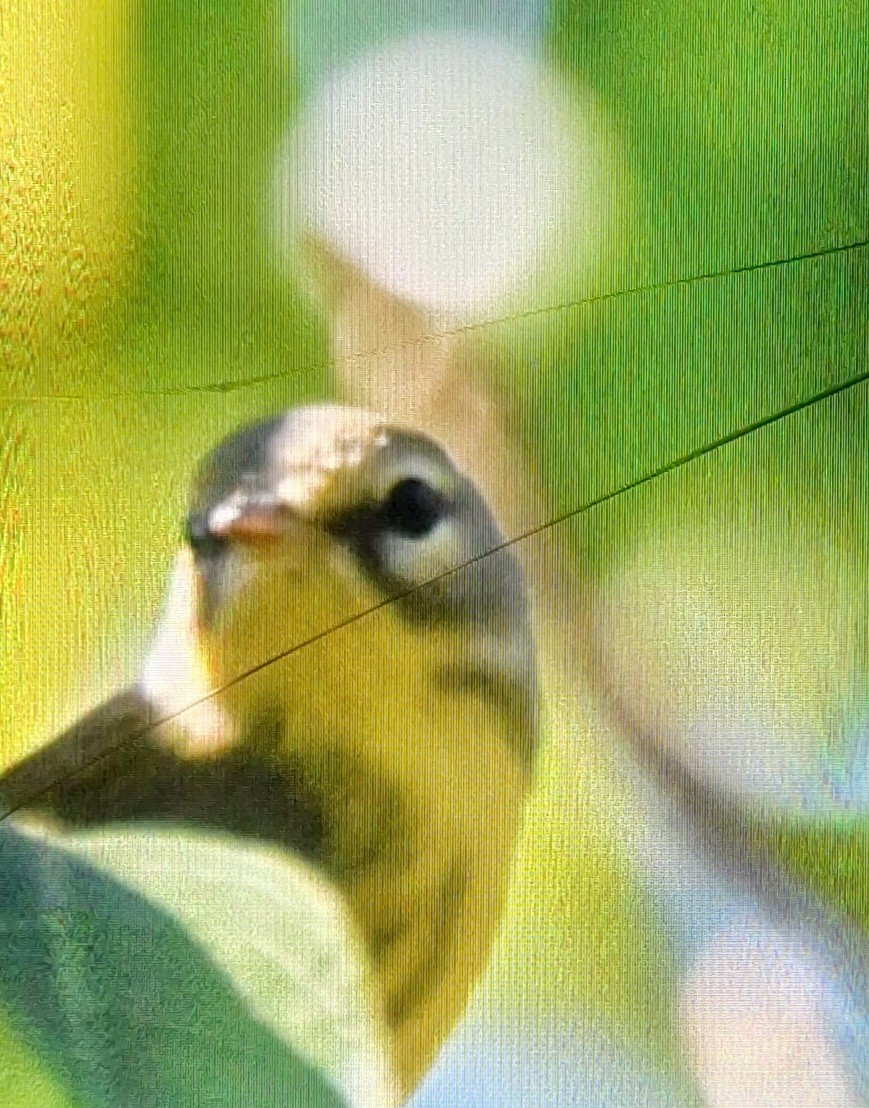 Prairie Warbler - ML644644264