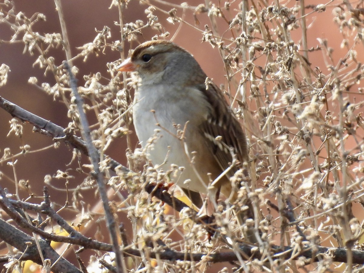 Bruant à couronne blanche - ML644644274