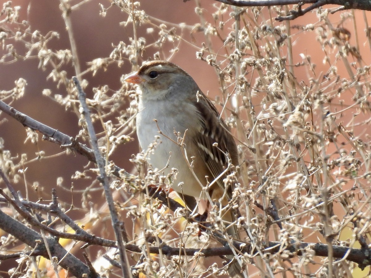 Bruant à couronne blanche - ML644644275