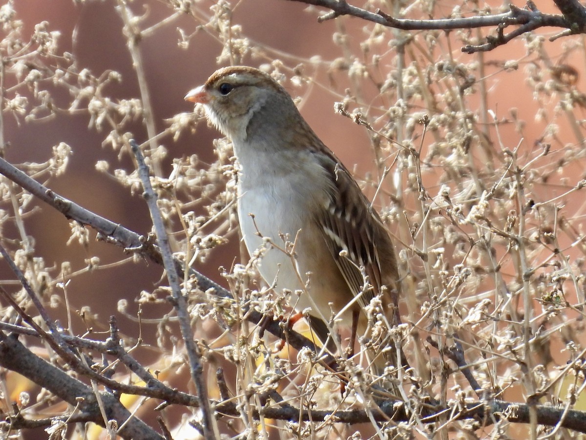 Bruant à couronne blanche - ML644644276
