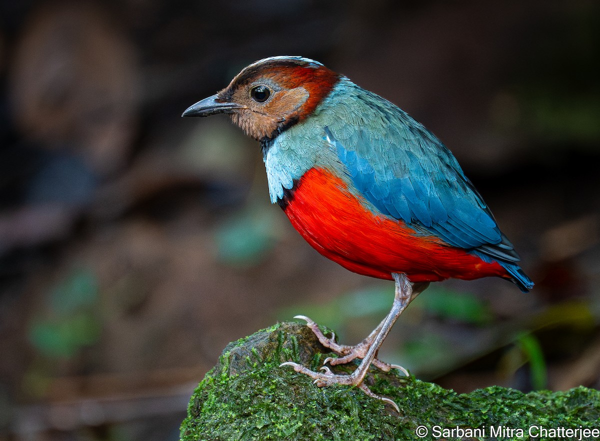 Sulawesi Pitta (Sulawesi) - ML644644278