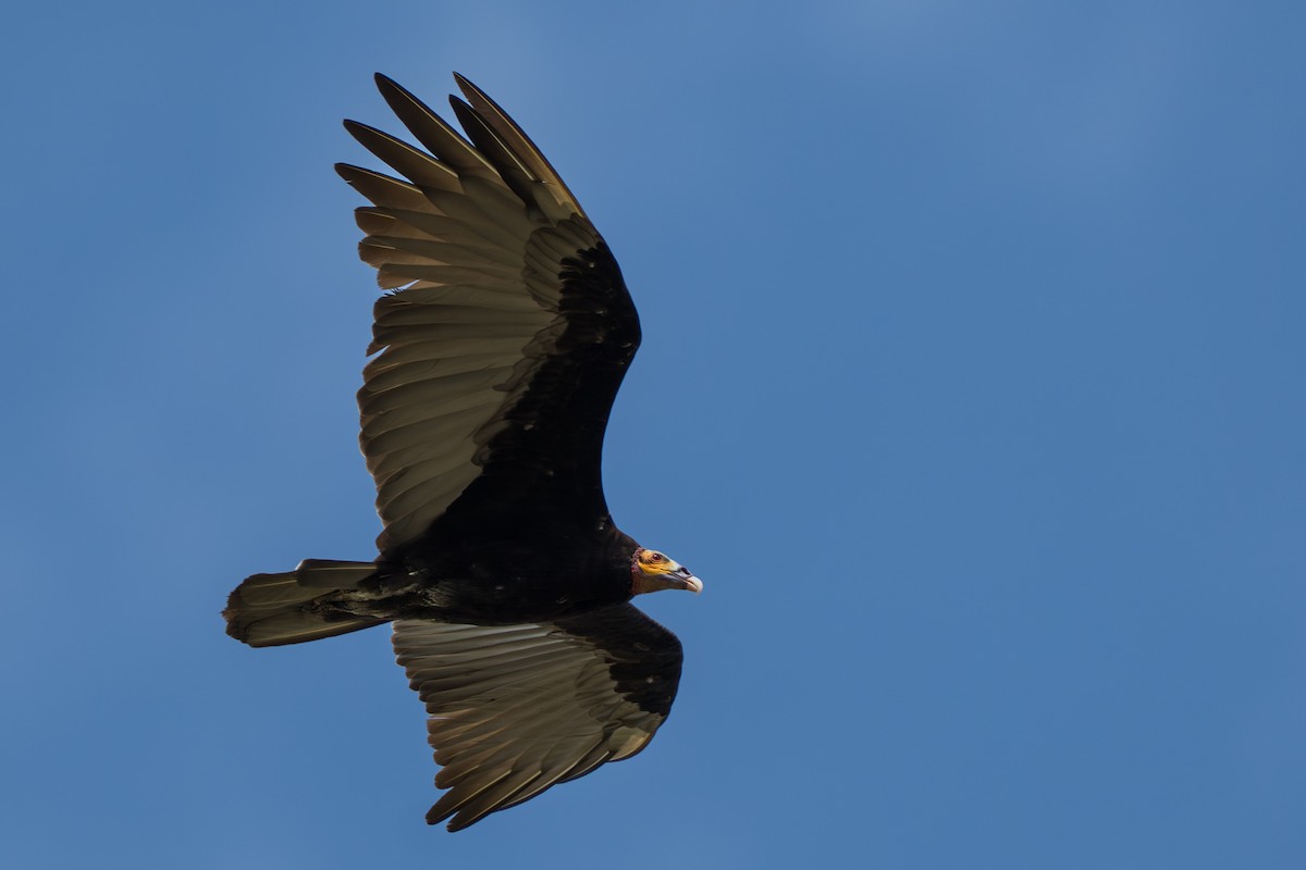 Lesser Yellow-headed Vulture - ML644644295
