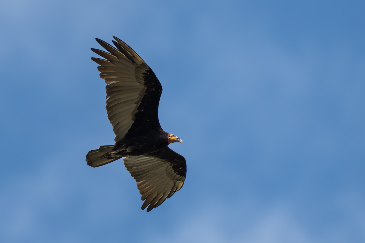 Lesser Yellow-headed Vulture - ML644644296